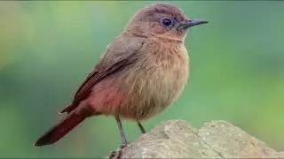 Brown rock Chat Singing Song Early in the Morning. / Indian Chat Singing Songs,