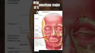 #facial muscle #facial expression #zygomaticus major #medicaleducation