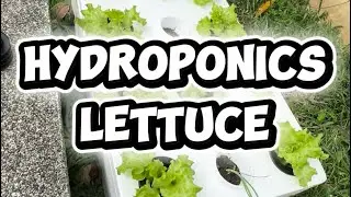 Hydroponics Lettuce for Beginners