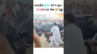 अंतराष्ट्रीय पुष्कर मेले में पहुंचा 23 करोड़ का भैंसा #puskar #anmolbhesa #anmolbhaisa