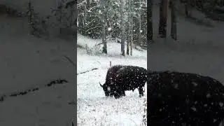 Big bison just chillin&rsquo; in a late fall Yellowstone snowstorm ⛄️ #wildlife #animals #yellowstone