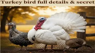 Turkey bird full details & secrets turkey birds sound #turkeyhen #poultryfarming #roosterfarm #birds