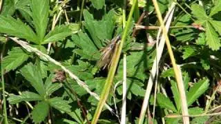 Roesell's Bush Cricket singing
