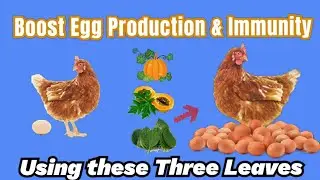 Natural Methods to Boost Eggs Production & Immunity in  Layers Birds