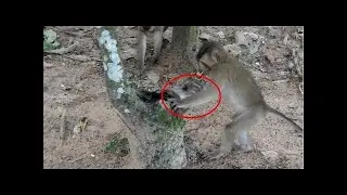 why kidnapper do seriously bad on new born monkey, pity baby monkey cry and scream very loudly