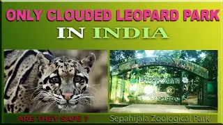 Clouded leopard National Park Tripura