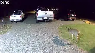 10 13 2025  Late Night Trail Cam  Nocturnal Deer & Cats at the Homestead
