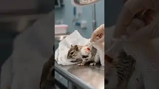 Watch This Dog's Amazing Makeover!