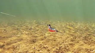 Анимация TUKA Kite : Trout на течении