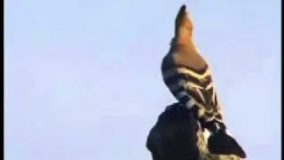 El Puput