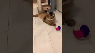 もふもふがごろごろしてるだけの動画 #しっぽ吸い #ソマリ #いやしねこ