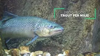 Fishing the Arkansas in Buena Vista & Salida, Colorado