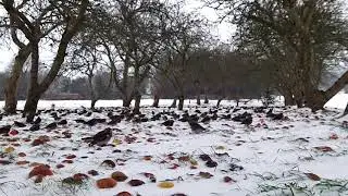 Fieldfares & Redwings feeding on fallen apples in winter snow