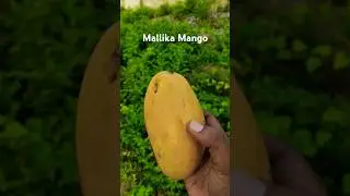 Mallika Mango Amazing cutting #shorts #cuttingskills #fruit #mango