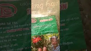 Ph&acirc;n biệt c&agrave; ph&ecirc; xanh l&ugrave;n Trường Sơn v&agrave; h&agrave;ng nh&aacute;i
