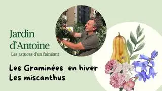 Les graminées en hiver, les Miscanthus.