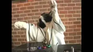 DJ Kitty