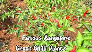Bangalore&rsquo;s Famous Aaksh Chilli Plants 🌶️ | #chilli #farming #greenchilli #plants #calm #calmnature 