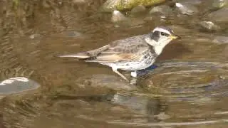 野鳥・つぐみ　　　小走りに水面をけるやつぐみ来る