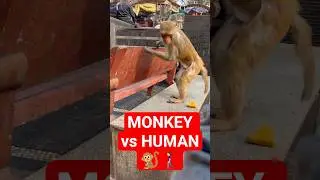 Monkey does not ask, just takes it🙄🐒