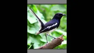 Suara burung kacer cocok untuk memancing burung macet bunyi 
