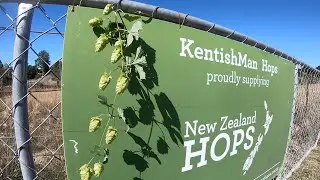 Hop Harvest NZ - Kentishman Hops