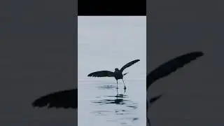 Wilson's Storm Petrel( jumping into the water)#shorts