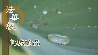 【靜思妙蓮華】法華經化城喻品 - 信根深固 願行受持 - 20220103 第1059集