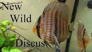 Wild Discus Unbagging - Heckel Discus