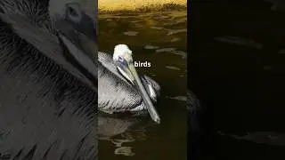 Top 10 Amazing Pelican Facts!!! #animals #wildlife #nature #top10 #facts #birds #pelicans