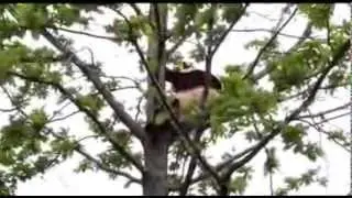 Giant Panda breeding season