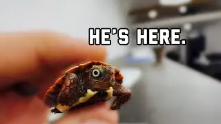 I Did It&hellip; I Got a new Turtle 🐢 (Again 😅)