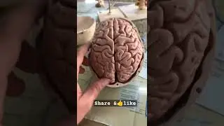 Human brain 🧠 Explain #biology #viral #videos #english #class10th #competition #upsc #science
