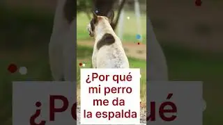 &iquest;Por qu&eacute; mi perro me da la espalda?  #vetconsejos #perro #canigat