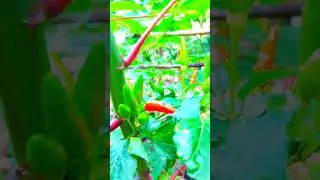 #Venmony  #nature #home #love #cool #lifestyle  #naturelovers #awesome #feeling #greenery #day