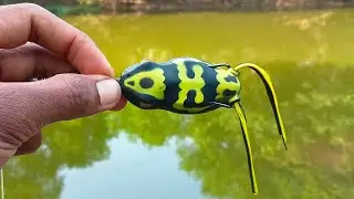 Lucana Muller Frog 🐸 Lure 70mm 18g  || Snakehead hunting with lucana frog 🐸🐸 || Snakehead hunting ||