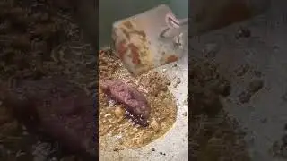 আলু পটলের ডালনা বা আলু পটলের রসা #AlooPotol #NiramishAlooPotolerDalna #AlooPotolRasa#Alu_potol_kosha
