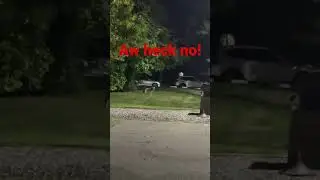 Coyote Attack! #wolf #scary #running