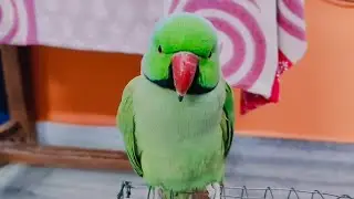Hamare Mittu Ki Masti 😍 | Cute Parrot Daily Life | Funny & Sweet Moments 🦜😊. #talkingparrot .