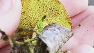 Peatland Plants | Laura Curtis-Moss, East Ayrshire Coalfield Environment Initiative