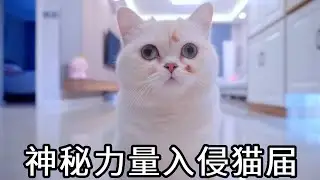 神秘力量入侵猫届，可怜的七宝为何鼻青脸肿？家中老鼠为何如此猖狂？【七宝小圆子】