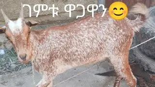 ሸበላዉ ፍየል ገዝቶ ሰብራዝ አደረገኝ😂👈