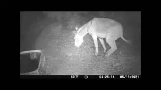Burro Doing what ???