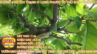 HBT-1561A