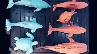 cleaning and getting to know sea animals #toys #animals #sea #ocean