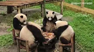 Chengdu Panda Breeding Center