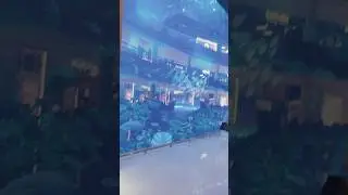 Live fish blue aquarium Dubai Mall|Explore Dubai Vacations | #travel #dubaimall #fundive #cheapfun