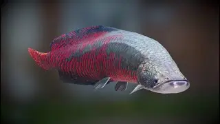The  Arapaima & Arowana : Real Amazon River Monster 