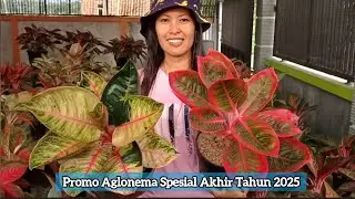 Promo Aglonema Murah Spesial Akhir Tahun 2025