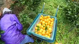 第8,9畑(ミカン園)収穫(2025.12.20)Harvesting in fields 8 and 9 (tangerine orchard)